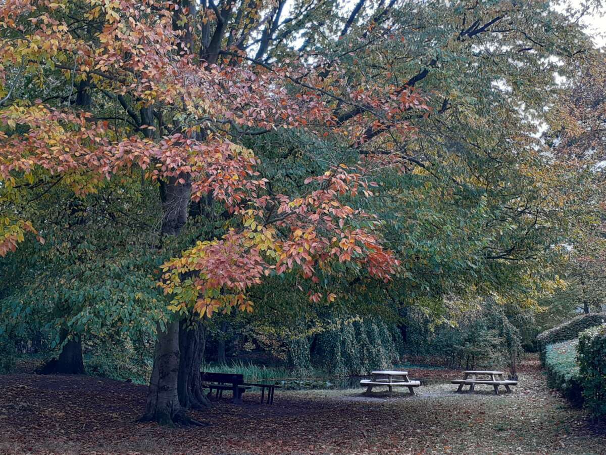 Park in de herfst - 2020